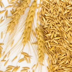 Newdale Two Row Malting Barley - Seed Barley - Pre-order For 2024 Season 5 Newdale Two Row Malting Barley - Seed Barley - Pre-order For 2024 Season -Wine Making Equipment 43473 2 Row Barley Seed 1