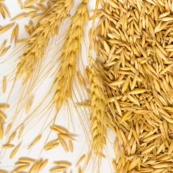 IPA Hop Rhizomes Grow Kit - Pre-order For 2024 Season -Wine Making Equipment 43473 2 Row Barley Seed 1 x700 9f66ca09 b0ec 4407 bac9 67a47646e887