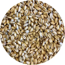 Shaniko (White Winter Wheat) Malt - Mecca Grade