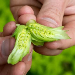 IPA Hop Rhizomes Grow Kit - Pre-order For 2024 Season -Wine Making Equipment northern brewer hops 5