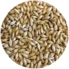 Pilsner Malt - Root Shoot Malting - 50 Lb. Sack