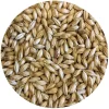 Pilsen Malt - Avangard Malz Premium - 55 Lb. Sack