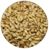 Belgian Cara 20 (Caravienne) Malt - Dingemans - 55 Lb. Sack